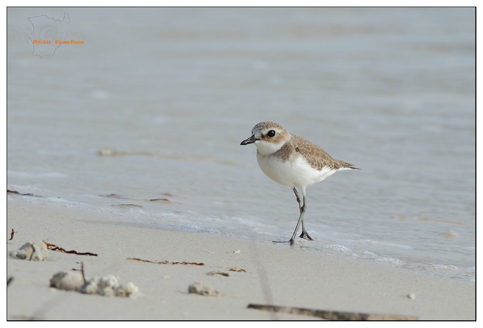 ชื่อภาพ : IMG_3705 คำอธิบายภาพ : IMG_3705